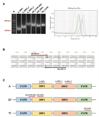 Establishment of Quantitative PCR Assays for Active Long Interspersed Nuclear Element-1 Subfamilies in Mice and Applications to the Analysis of Aging-Associated Retrotransposition